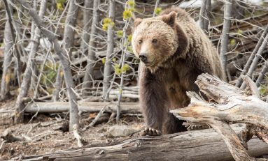 Outside the Nest: 10-year-old boy survives grizzly bear attack