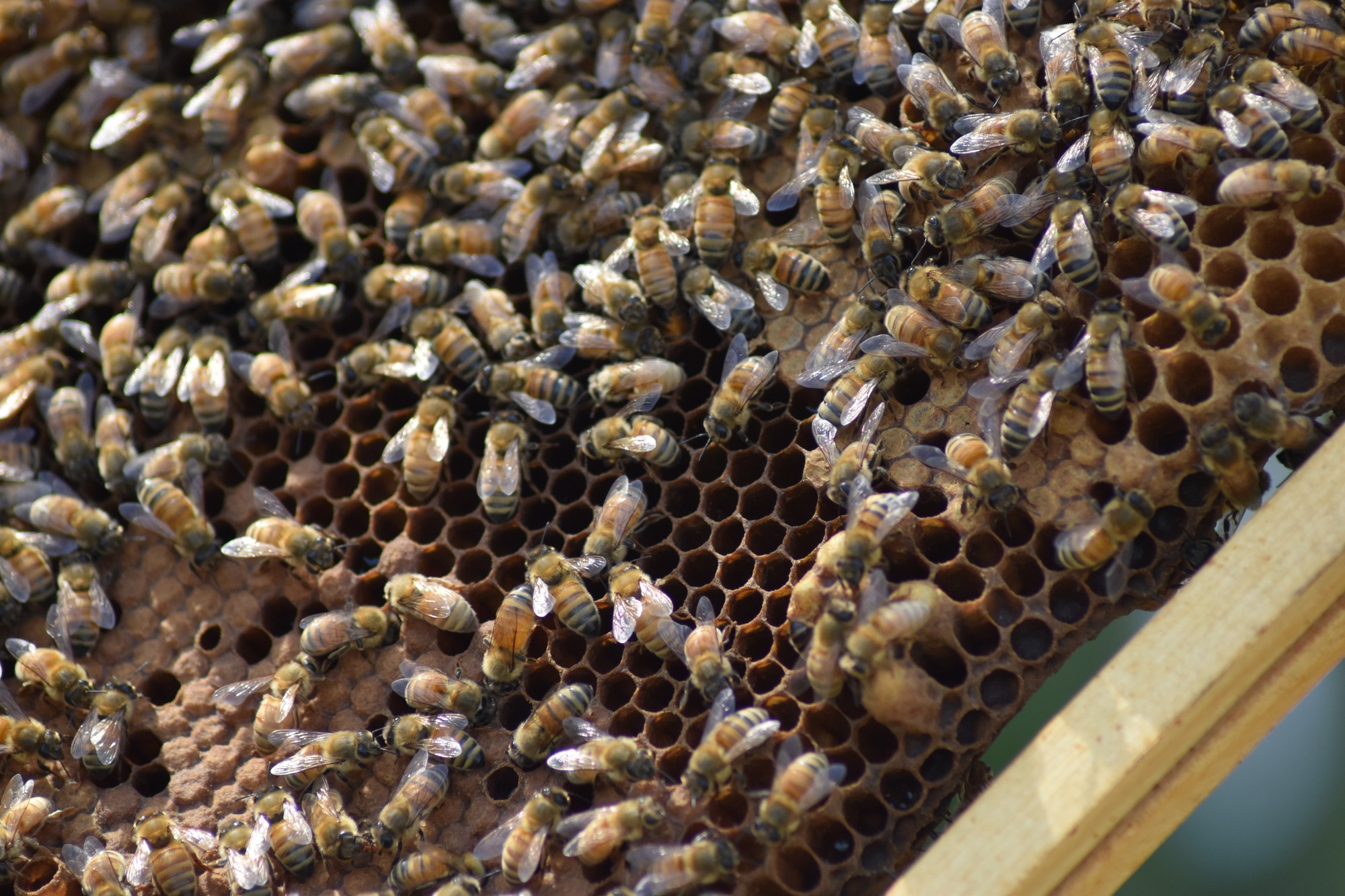 KSU farms to help revive bee population