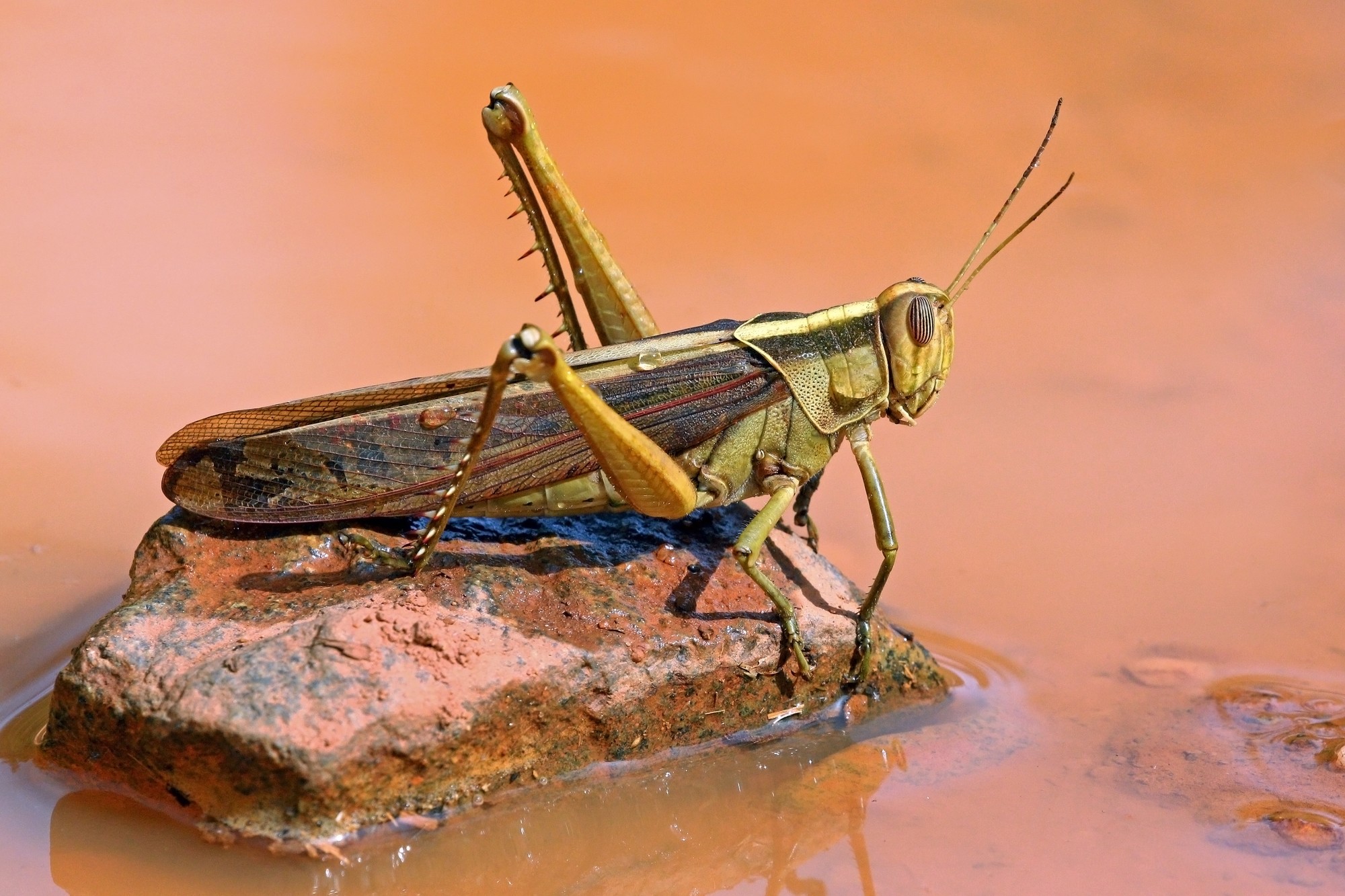 Outside the Nest: Most serious locust outbreak in 25 years spreads through east Africa