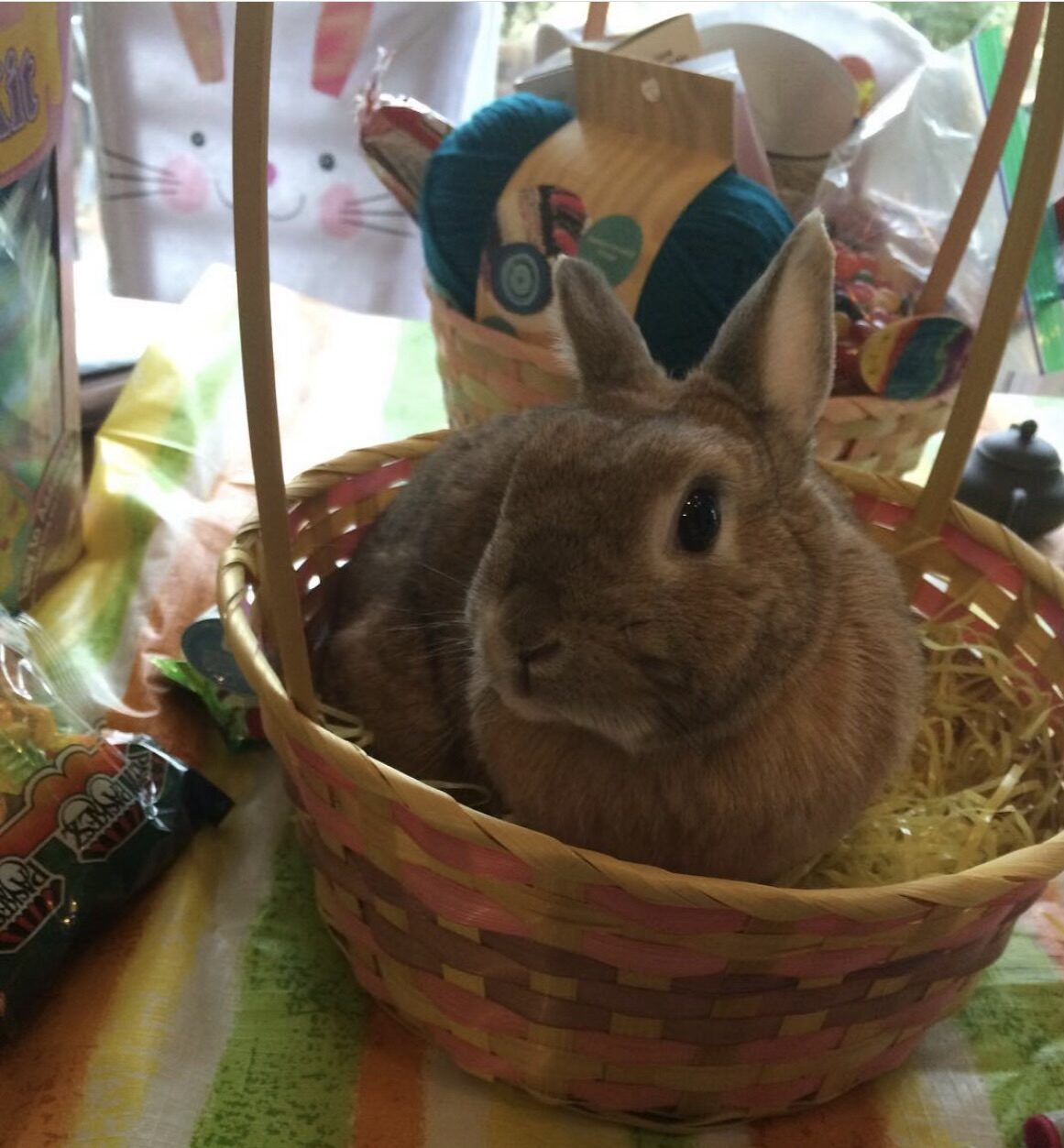 OPINION: Students should avoid giving bunnies as Easter gifts