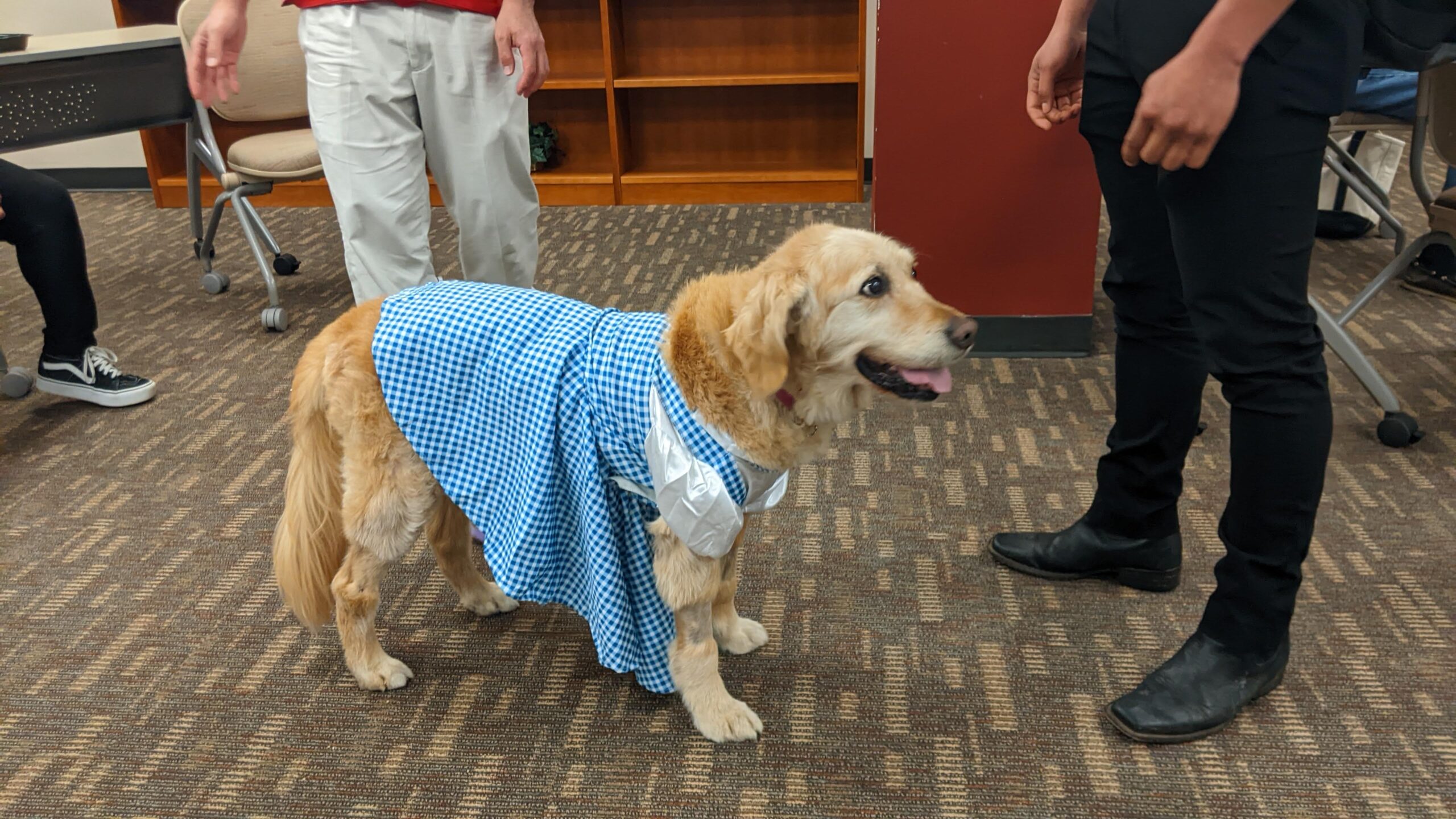 Therapy dog from Happy Tails at the puppy break event in Sturgis Library.