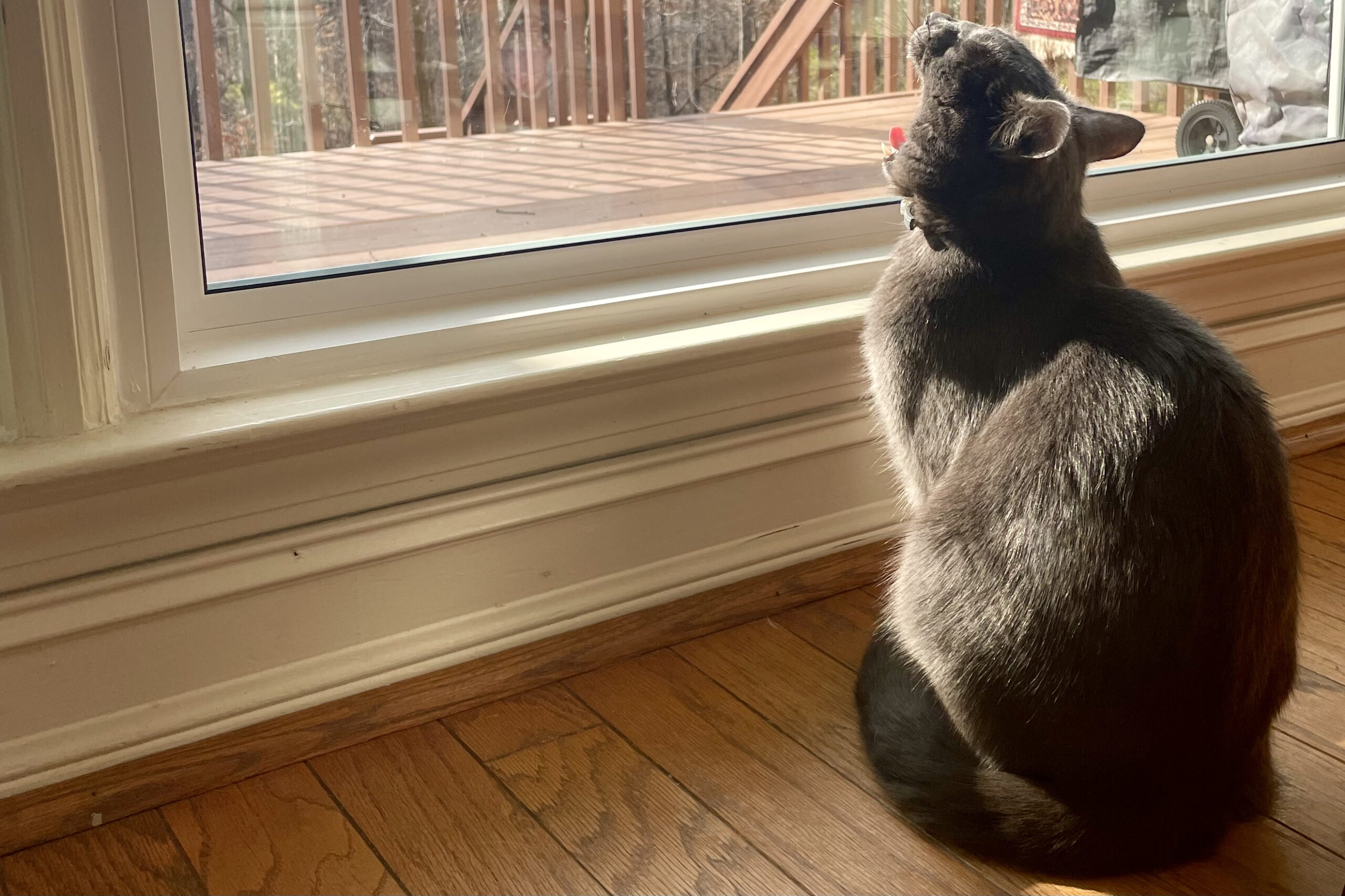 A cat yawns while looking out a window.