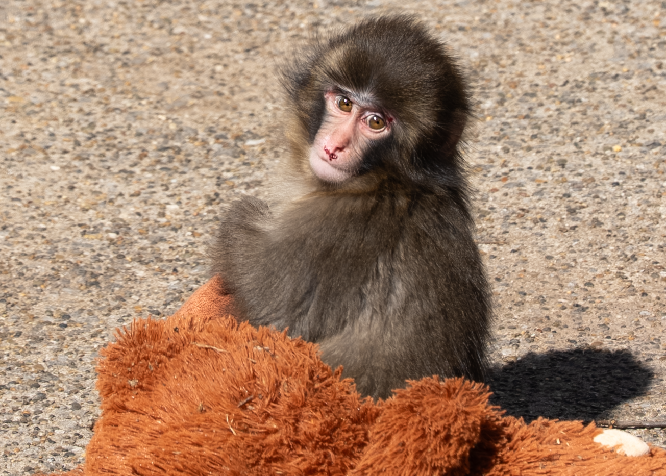 The animal of the hour: Just who and what is Punch the monkey?